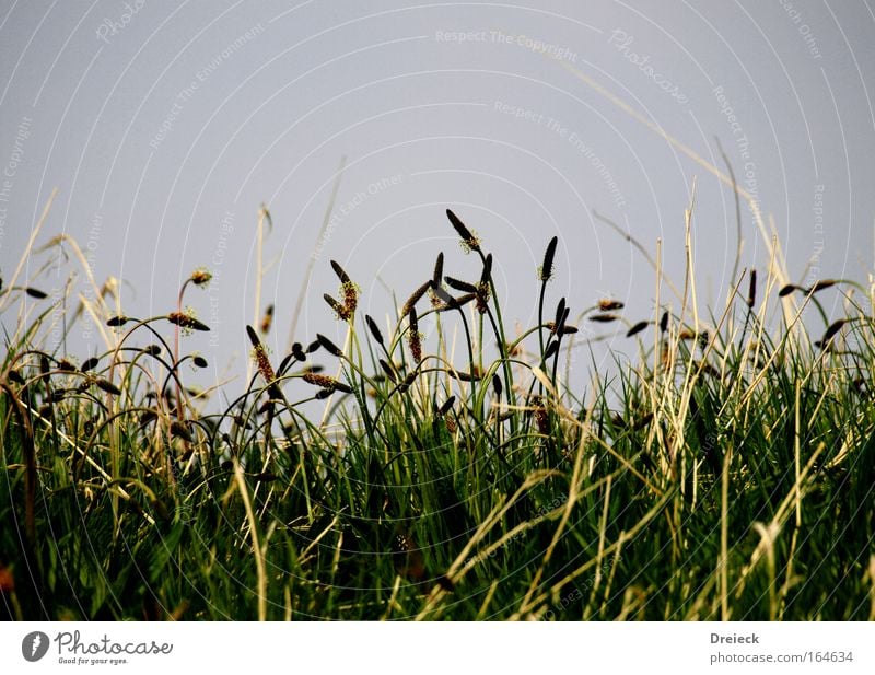 Straw(a) Colour photo Exterior shot Day Worm's-eye view Nature Plant Spring Grass Foliage plant Park Meadow Blossoming Blue Yellow Green Fragrance Relaxation