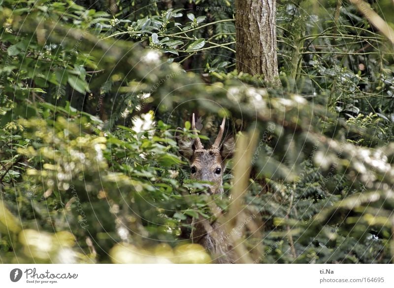 Neighbour's Wild Garden Hunting Environment Nature Spring Wild animal Roe deer 1 Animal Observe Discover Love of animals Environmental protection Hiding place