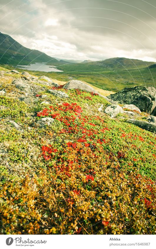 Ruska period Nature Landscape Animal Mountain Lake Discover Green Red Horizon Perspective Change Far-off places Scandinavia Colour photo Multicoloured