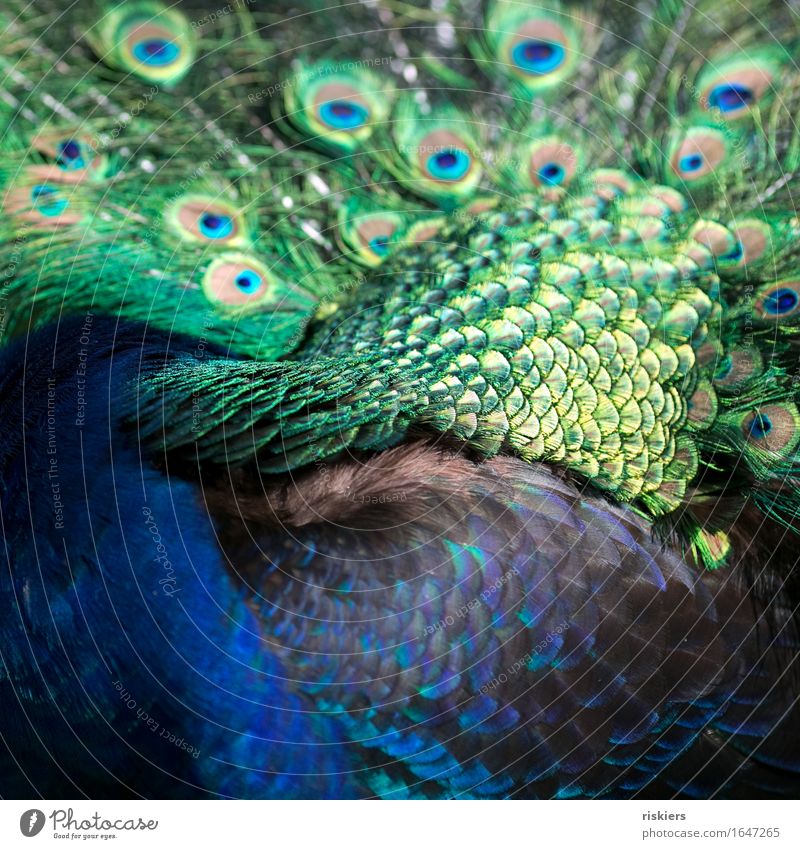 blaze of colour Wild animal Bird Peacock Illuminate Esthetic Exotic Beautiful Blue Green Feather Plumed Colour photo Multicoloured Exterior shot Detail Deserted