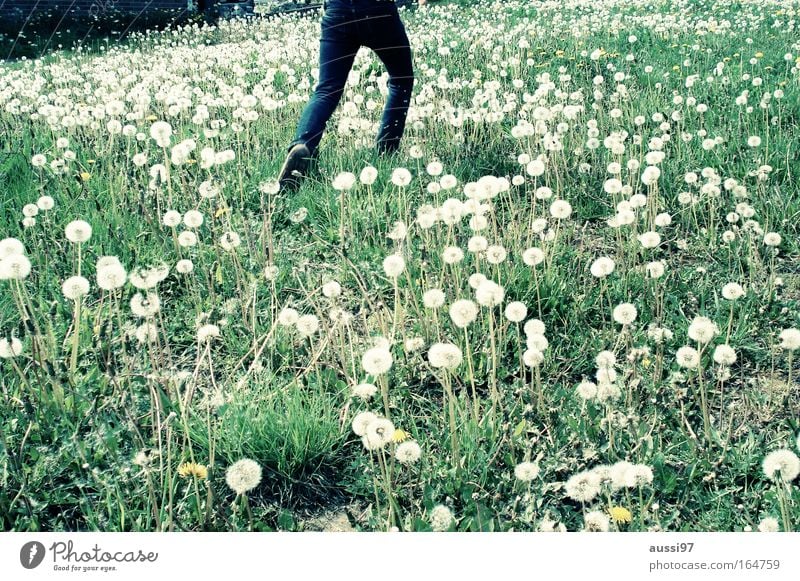 Summer is tomorrow again Children's joy Dandelion Meadow Flower meadow Walking Running Light heartedness Vacation & Travel Nature Discover Infancy