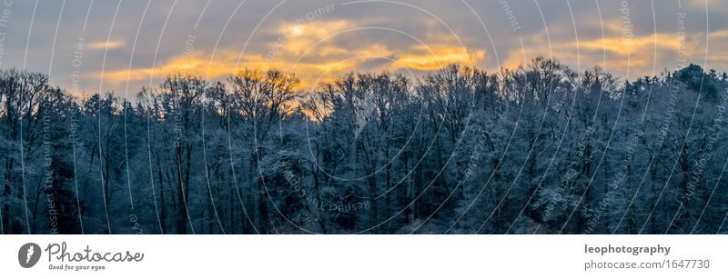 winter panorama Environment Nature Landscape Sky Clouds Sun Sunlight Winter Weather Beautiful weather Ice Frost Snow Snowfall Forest Fantastic Cold Blue