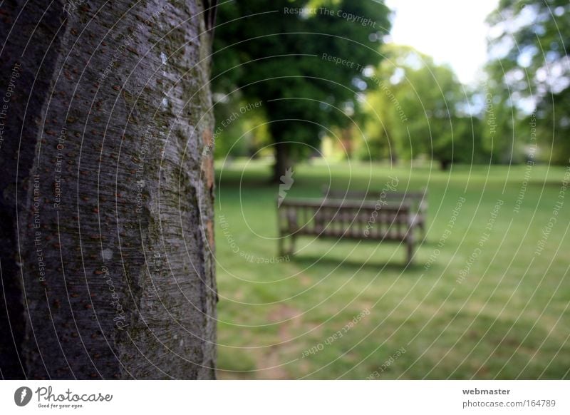 Pride in wood Colour photo Exterior shot Deserted Copy Space right Day Blur Central perspective Nature Landscape Spring Tree Grass Garden Park Meadow Bench Old
