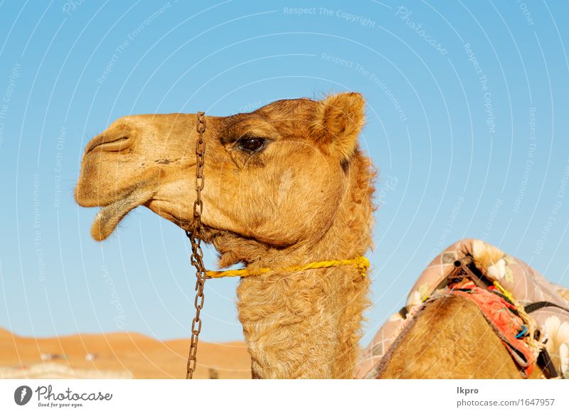 Camel Closeup HD wallpaper
