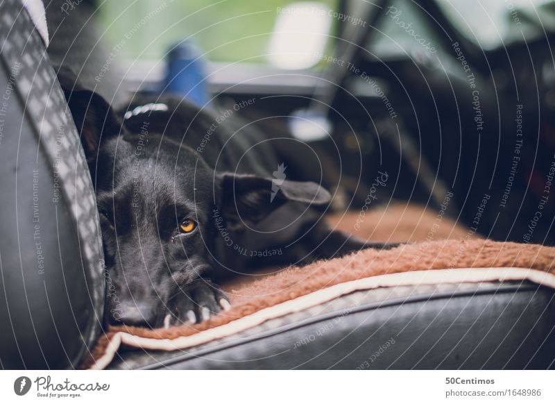 Traveling with dogs Lifestyle Trip Vehicle Car Animal Pet Dog Labrador 1 To enjoy Looking Sleep Friendliness Happy Cute Adventure Loneliness Uniqueness
