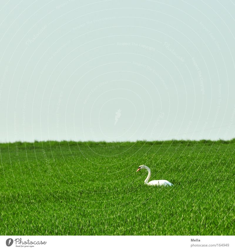 swan lake Colour photo Exterior shot Deserted Copy Space top Day Long shot Environment Plant Animal Sky Cloudless sky Spring Beautiful weather Field Wild animal