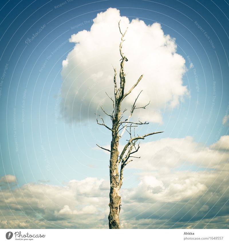 A cloud renews the crown of a dead tree Healthy Health care Nature Clouds Tree Touch Think Dream Growth Fantastic Wild Blue White Belief Idea Inspiration