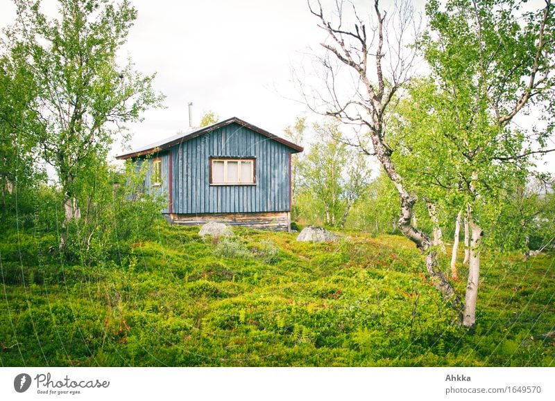 Blue hut Nature Tree Moss Hut Wooden house Green Authentic Protection Value Peaceful Scandinavia Colour photo Multicoloured Exterior shot Deserted Day