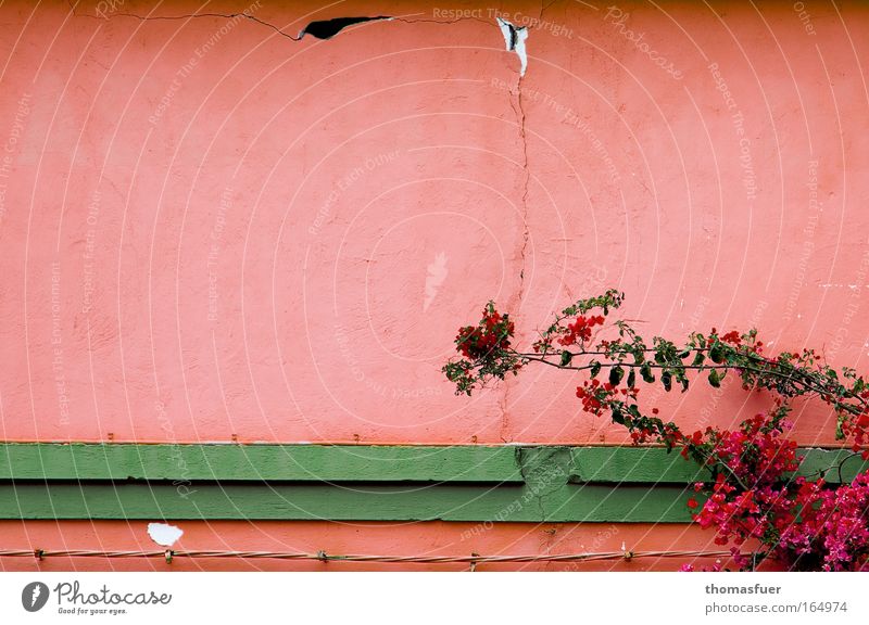 relaxed pink Colour photo Multicoloured Exterior shot Detail Deserted Copy Space left Copy Space right Copy Space top Copy Space bottom Copy Space middle Day