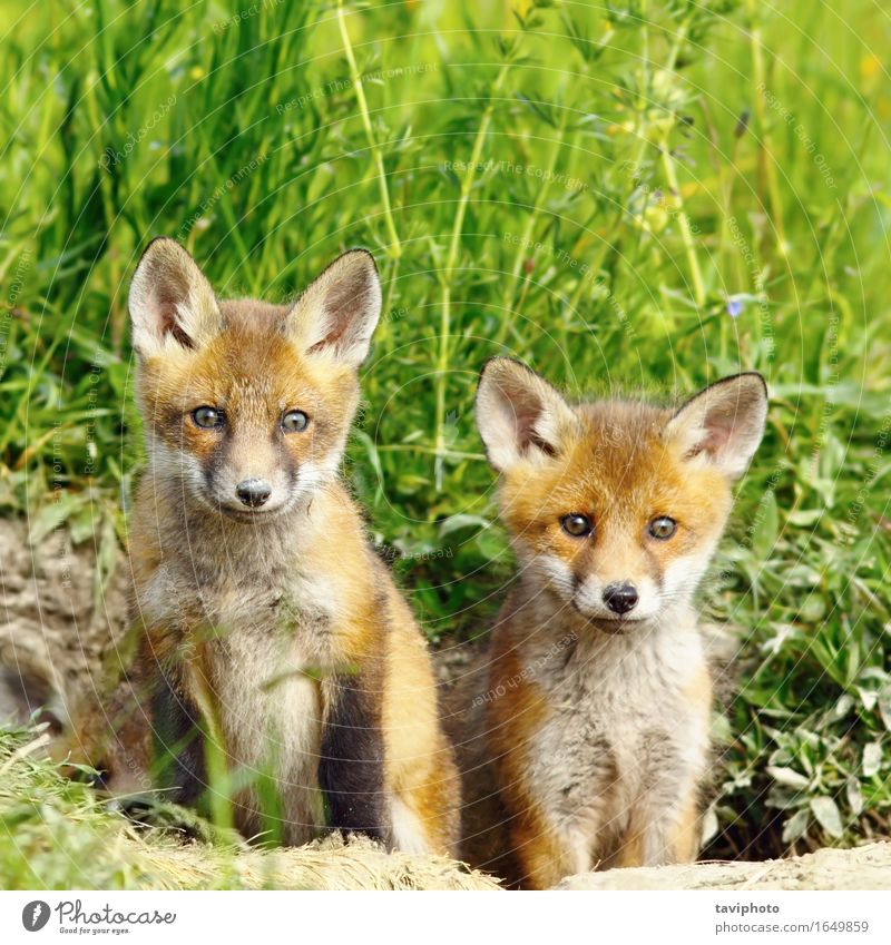 red fox brothers Beautiful Hunting Baby Family & Relations Infancy Nature Animal Forest Fur coat Baby animal Together Small Natural Cute Wild Brown Red Fox
