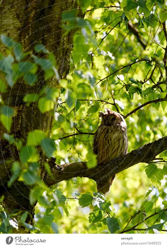 Doze Sleep Owl Owl birds Bird of prey Nature Tree Branch Feather Wild animal Leaf Treetop Forest Wisdom Symbols and metaphors Wing Sit Animal protection
