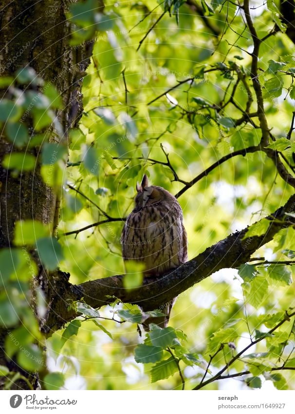 Long-eared owl Doze Sleep Owl Owl birds Bird of prey Nature Tree Branch Feather Wild animal Leaf Treetop Forest Wisdom Symbols and metaphors Wing Sit
