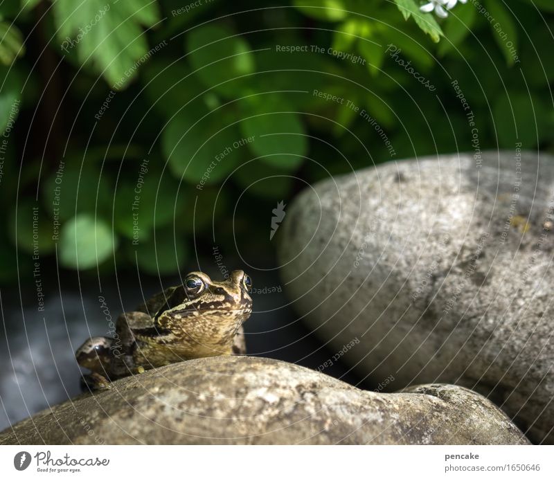 frog eyes be watchful Spring Summer Beautiful weather Plant Garden Pond Animal Wild animal Frog 1 Stone Authentic Cool (slang) Idyll Break Perspective Frog eyes