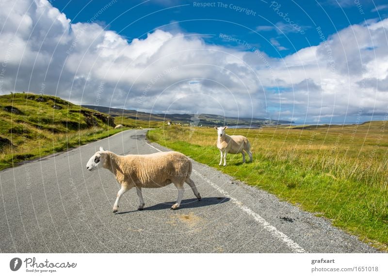 Sheep on the road in Scotland Road traffic Disturbance Transport Soft Freedom Leisure and hobbies Peaceful Going Great Britain Herd Isle of Skye Cuddly Lamb