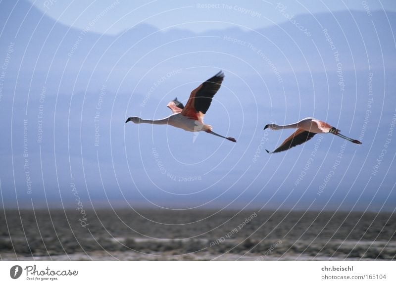 Flamingos in flight Colour photo Exterior shot Deserted Day Sunlight Motion blur Central perspective Animal Wild animal Bird Wing 2 Pair of animals Flying