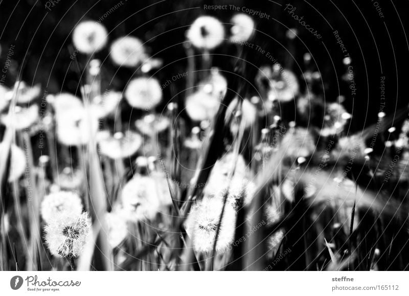 hay fever Black & white photo Exterior shot Deserted Day Shadow Contrast Worm's-eye view Landscape Plant Flower Grass Dandelion Park Meadow Relaxation