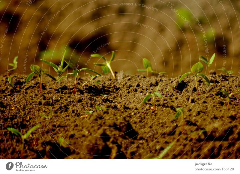 acre Colour photo Exterior shot Close-up Copy Space top Day Sunlight Worm's-eye view Agriculture Forestry Nature Plant Earth Spring Summer Agricultural crop