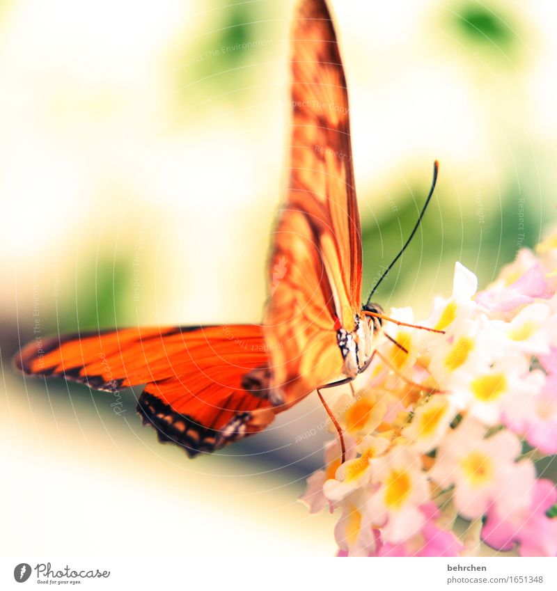 sunshine Nature Plant Animal Flower Leaf Blossom Garden Park Meadow Wild animal Butterfly Animal face Wing 1 Observe Blossoming Fragrance Relaxation Flying