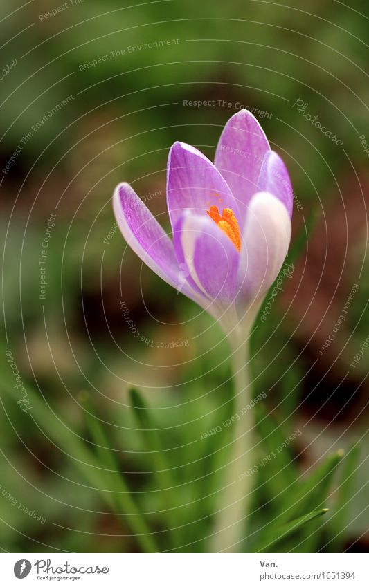 a little spring in grey October Nature Plant Spring Flower Blossom Crocus Garden Growth Green Violet Colour photo Multicoloured Exterior shot Close-up Deserted