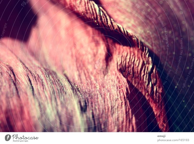 floral detail Colour photo Exterior shot Detail Macro (Extreme close-up) Day Evening Shallow depth of field Nature Plant Flower Pink Red