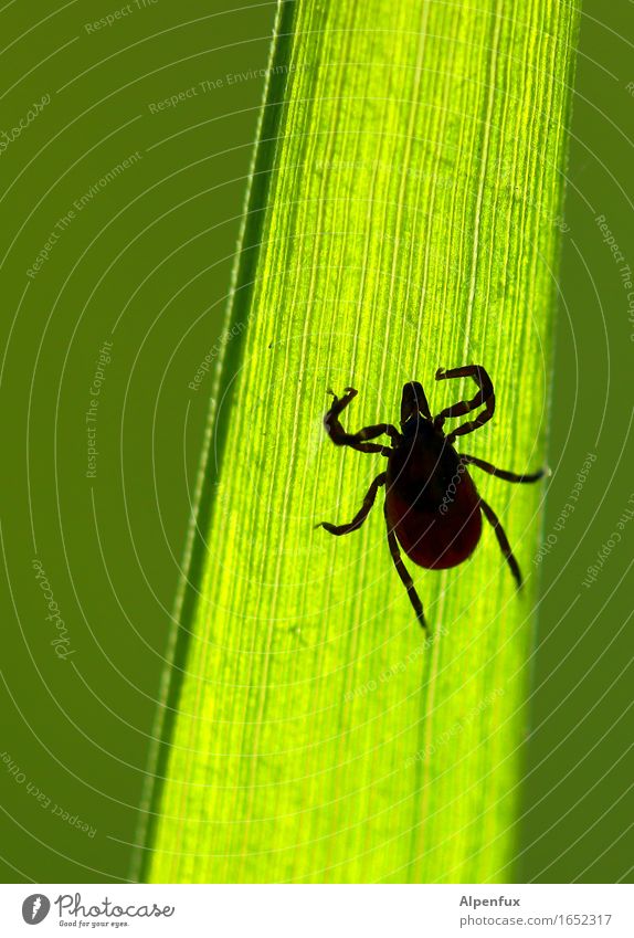 Those "eyes"!! Animal Tick 1 Observe Hang Crawl Threat Disgust Creepy Hideous Illness Green Appetite Fear Horror Fear of death Nature Lyme disease TBE