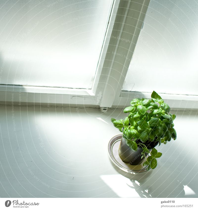 Basil illuminated Colour photo Interior shot Deserted Copy Space left Day Light Shadow Contrast Sunlight Shallow depth of field Wide angle Food Vegetable