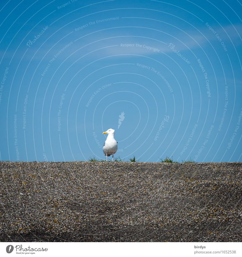 Where are you? Cloudless sky Grass Seagull 1 Animal Observe Looking Esthetic Brash Positive Blue Gray White Watchfulness Loneliness Arrangement Calm Dike
