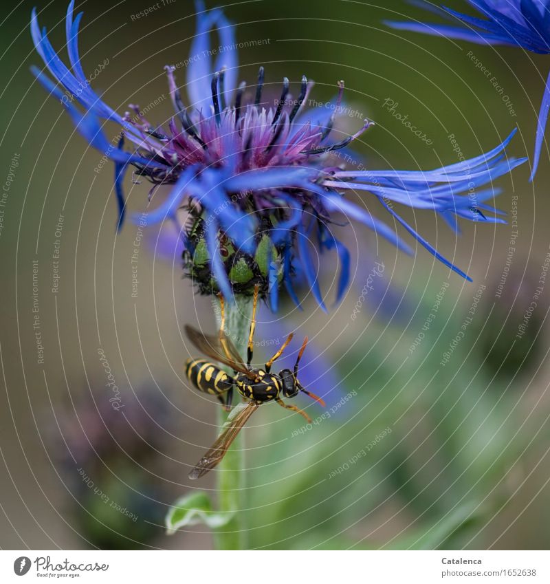 Acrobatics of a wasp Plant Animal Summer Flower Blossom Cornflower Garden Wild animal Insect Hornet 1 Fragrance Flying Blue Yellow Green Black Determination