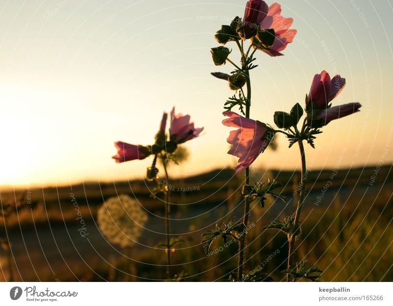 Three Colour photo Exterior shot Close-up Deserted Twilight Light Sunrise Sunset Shallow depth of field Central perspective Nature Plant Summer