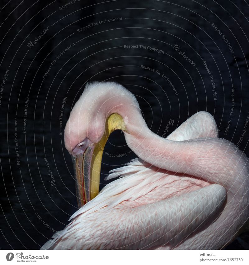 A pelican sticks its beak into its feathers Wild animal Pelican Web-footed birds waterfowl Plumed Pink Graceful Esthetic Elegant Beak plumage Copy Space