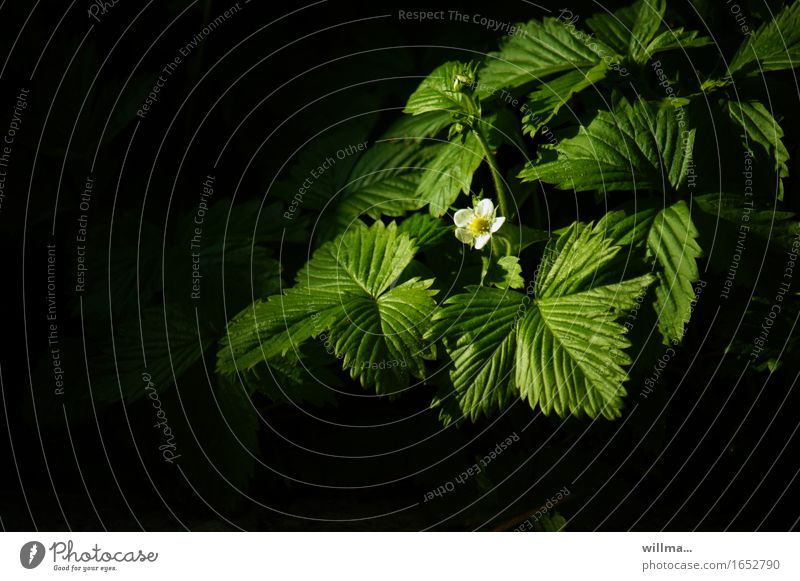 Small flower on leaves of walnut tree Strawberry blossom Blossoming Green Black Fragaria Plant Fuit growing Copy Space bottom