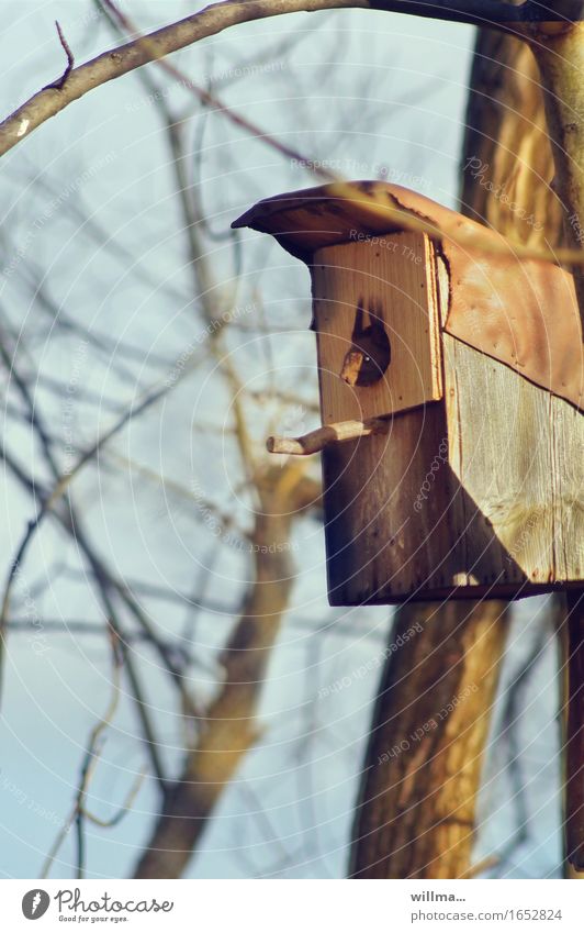 I'm a star, get me out of here! Squirrel in nesting box. Wild animal Rodent strong box Nesting box Observe Nest-building squat Bleak Vantage point speed camera