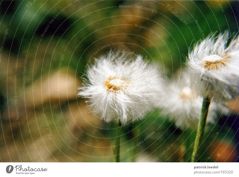 dandelion in the wind Colour photo Exterior shot Close-up Deserted Copy Space top Day Motion blur Shallow depth of field Worm's-eye view Environment Nature