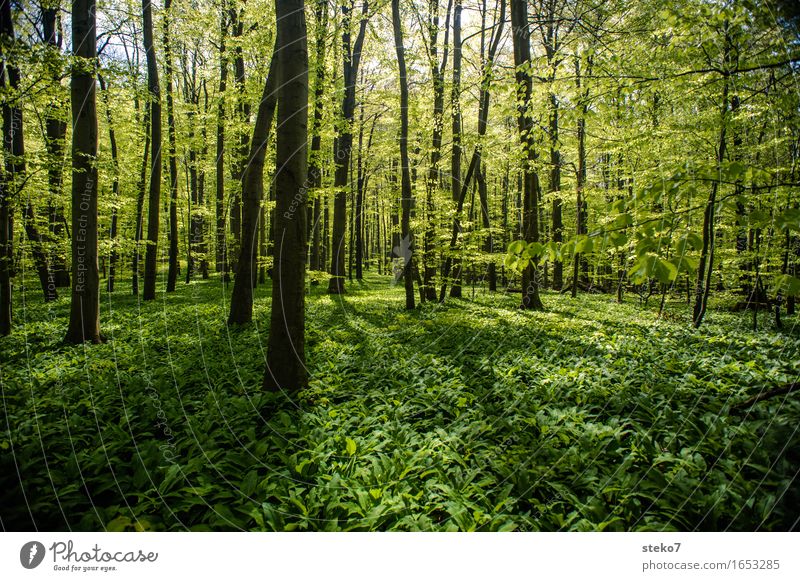 green Spring Beautiful weather Forest Fresh New Clean Green Beginning Contentment Relaxation Beech wood Colour photo Exterior shot Deserted Light Shadow