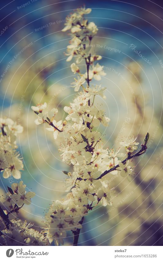 multiflowered plants Spring Blossom Wild cherry Cherry Blossoming Many Spring fever Beginning Surplus Twigs and branches Colour photo Isolated Image