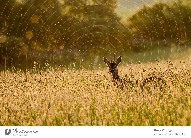 End of May Relaxation Calm Environment Nature Animal Spring Summer Grass Meadow Forest Wild animal Pelt Roe deer Buck Antlers 1 Observe Looking Stand Beautiful