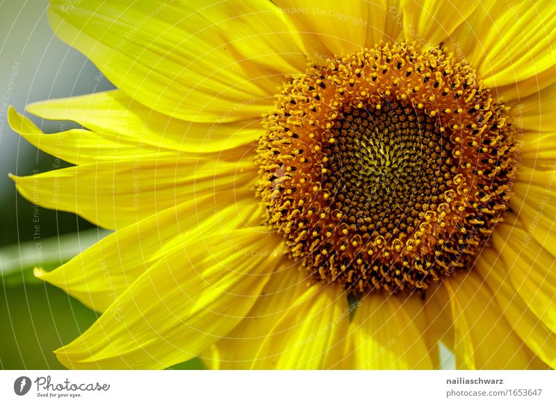 sunflower Summer Agriculture Forestry Environment Nature Plant Beautiful weather Flower Agricultural crop Sunflower Meadow Field Blossoming Fragrance Growth