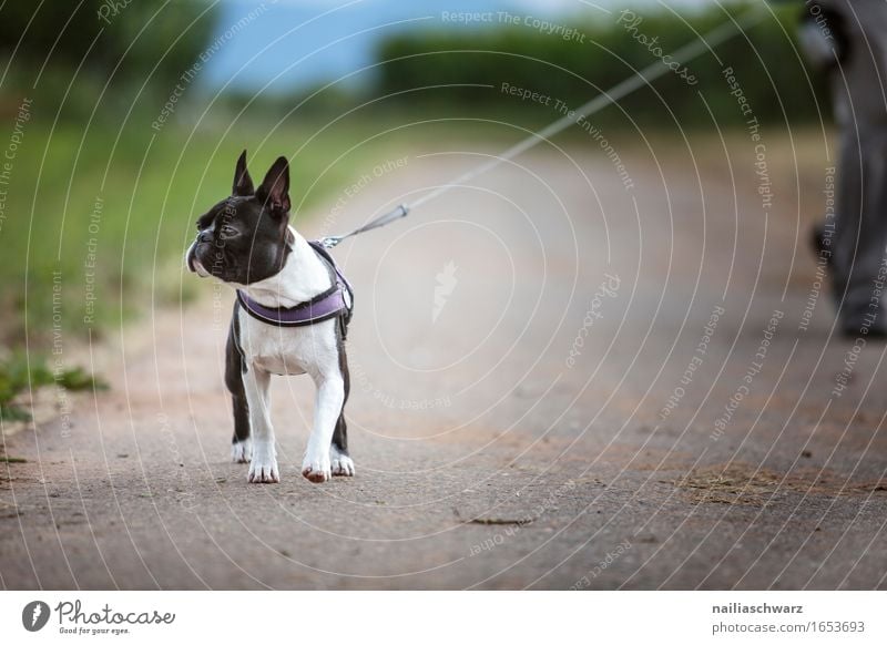 Walk with Boston Terrier Animal Pet Dog 1 Going Jump boston terrier Walk the dog To go for a walk Colour photo Subdued colour Exterior shot Day