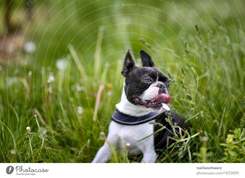 Boston Terrier in the grass Animal Pet Dog 1 Jump walk walking boston terrier outside road fresh green happy pant panting Colour photo Subdued colour