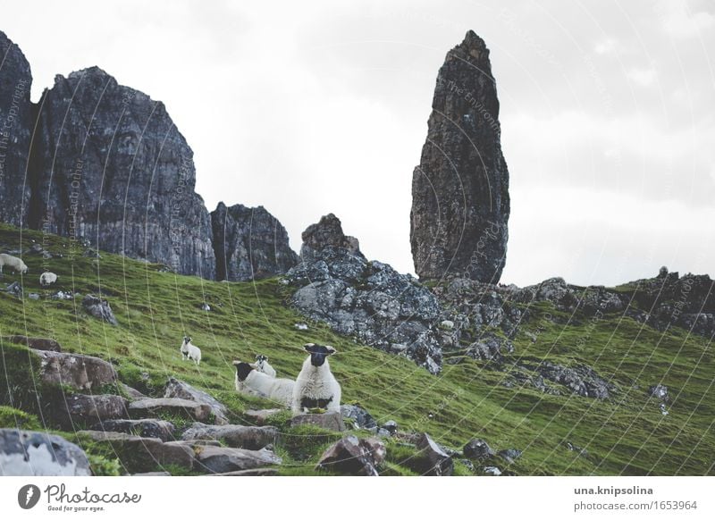 Isle of Skye Rock Sheep Scotland Western islands skye Old Man of Storr Flock Landscape Green Tourism Tourist Attraction Trip Hiking