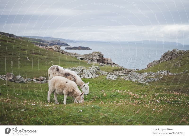 Sheep on the coast of Scotland Coast Lamb Nature Landscape Ocean Mow the lawn Lawn Great Britain