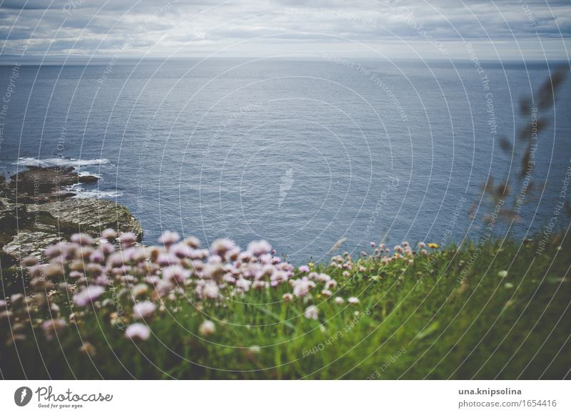 see the sea coast Cliff Scotland Ocean ocean Atlantic Ocean little flowers Grass Green Far-off places