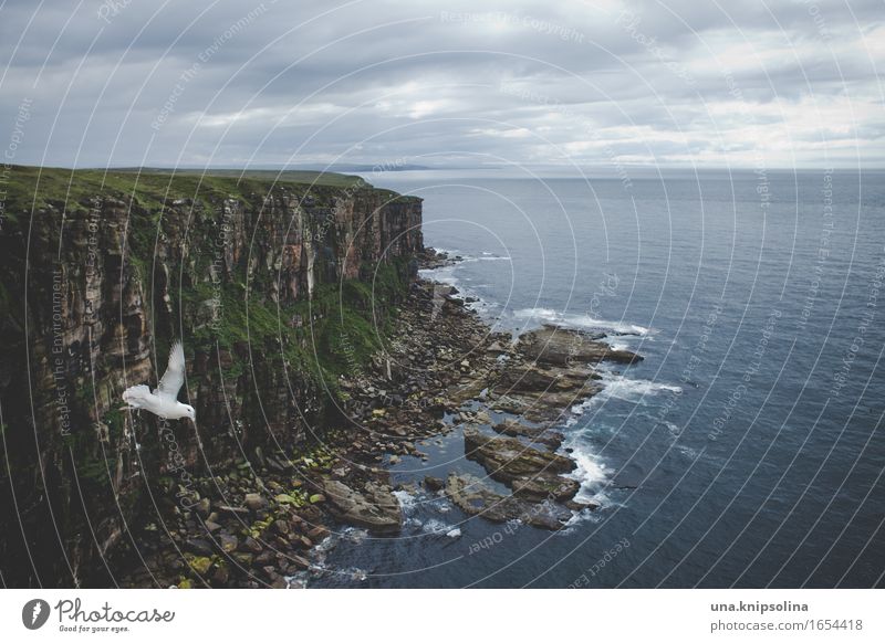 photobombing Vacation & Travel Trip Far-off places Environment Nature Landscape Elements Earth Water Clouds Coast Ocean Atlantic Ocean Duncansby Scotland Bird 1