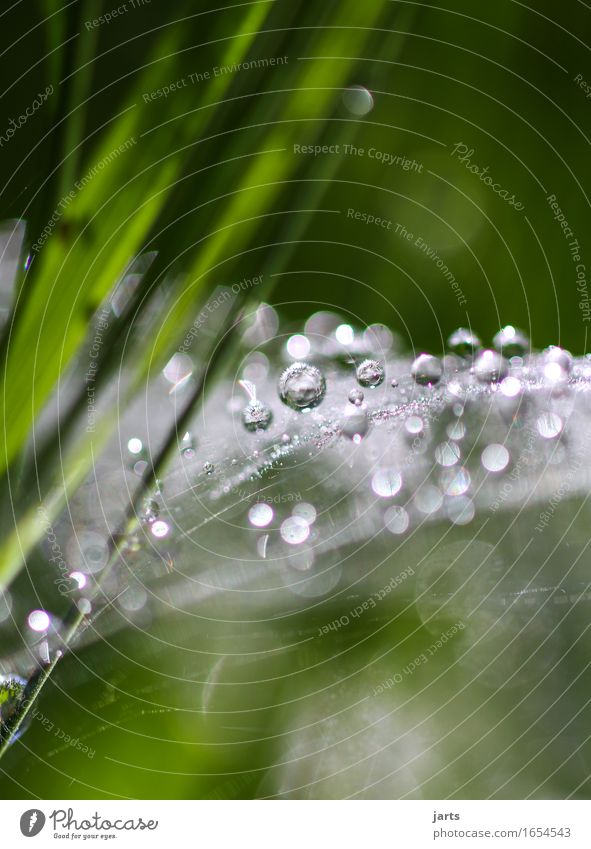 pearl Plant Drops of water Beautiful weather Grass Meadow Fluid Fresh Wet Natural Round Nature Spider's web Colour photo Multicoloured Exterior shot Close-up