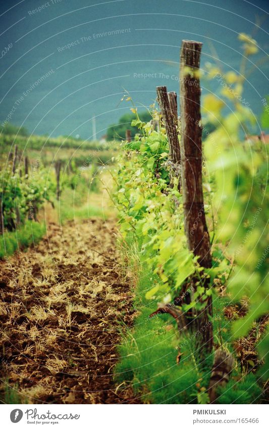 viticulture Colour photo Exterior shot Close-up Deserted Copy Space left Copy Space top Day Fairs & Carnivals Summer Field Mountain Natural Blue Brown Green