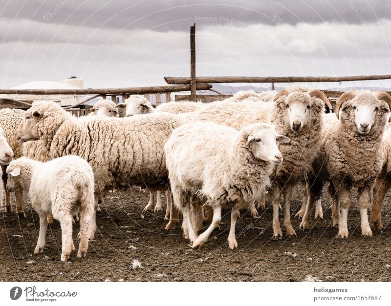 sheep in a desert pen Agriculture Forestry Animal Desert Farm animal Animal face Sheep Group of animals Feeding Stand Utah Lamb Ranch ranching Rural
