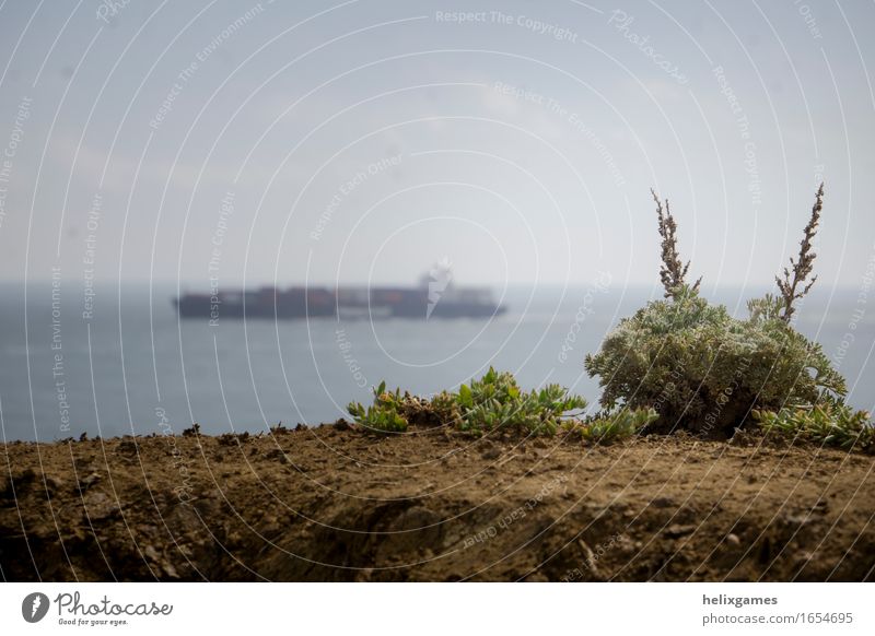 plant and a shipping vessel Cloudless sky Horizon Spring Plant Ocean Transport Navigation Container ship Crisis Culture Colour photo Deserted Copy Space left