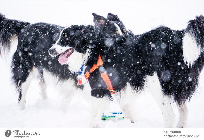 border collies playing in the snow Joy Leisure and hobbies Winter Snow Winter vacation Storm Gale Snowfall Animal Pet Dog 2 Playing Stand Cuddly Wet Athletic