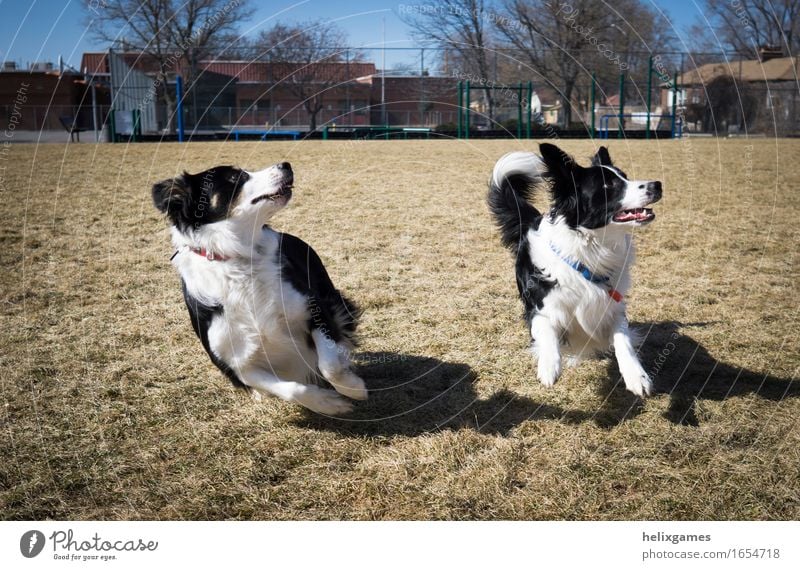 border collies play fetch Animal Pet Dog 2 Pair of animals Running Looking Playing Happiness Together Anticipation Enthusiasm Attentive Watchfulness