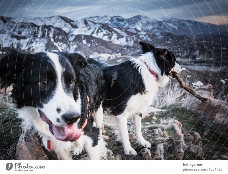 time to play Nature Landscape Mountain Peak Snowcapped peak Animal Pet Dog border collie 2 Playing Athletic Joy Happiness Contentment Joie de vivre (Vitality)